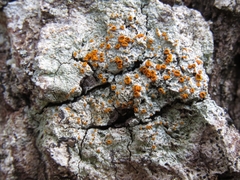 Brigantiaea leucoxantha