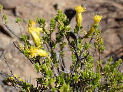 Pteronia empetrifolia