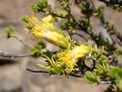 Pteronia empetrifolia