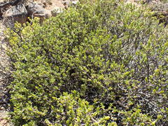 Pteronia empetrifolia