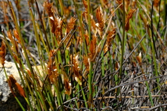 Elegia esterhuyseniae