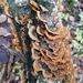 毛韌革菌 - Photo 由 Juha Kinnunen 所上傳的 (c) Juha Kinnunen，保留部份權利CC BY-NC