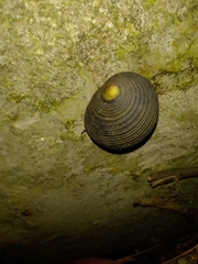 Nerita balteata