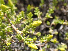Pteronia empetrifolia