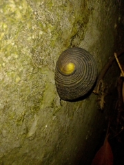 Nerita balteata