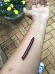 Centrobolus anulatus