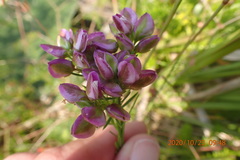 Polygala umbellata