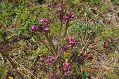 Polygala umbellata