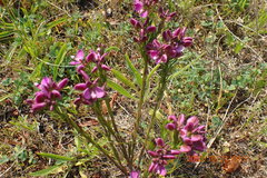 Polygala umbellata