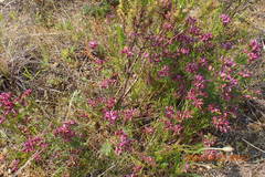 Polygala umbellata