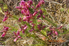 Polygala umbellata