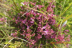 Polygala umbellata