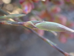 Dianthus namaensis