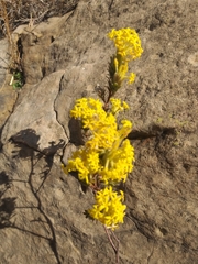 Lasiosiphon burchellii