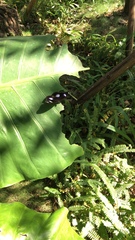 Hypolimnas bolina