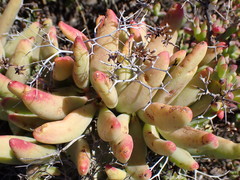 Tylecodon reticulatus