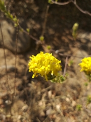 Lasiosiphon burchellii