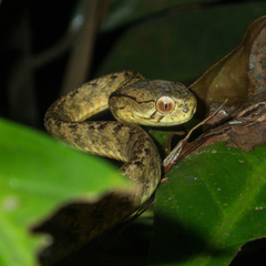 Pareas carinatus