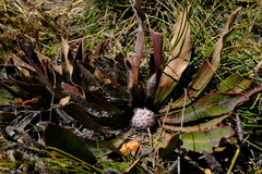 Protea scabriuscula