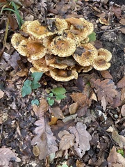 Pholiota jahnii