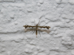 Amblyptilia punctidactyla