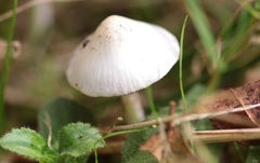 Inocybe geophylla