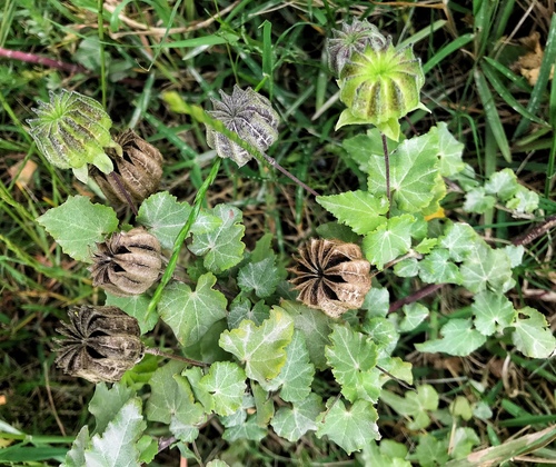 Abutilon sonneratianum (Abutilon sonneratianum)