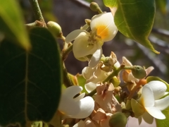 Baphia capparidifolia