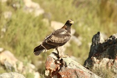 Verreaux's Eagle photo 5