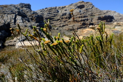 Athanasia cuneifolia