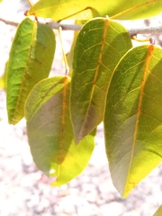 Baphia capparidifolia