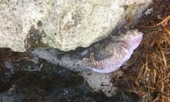 Batrachomoeus rubricephalus