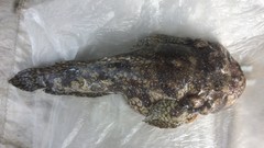 Batrachomoeus rubricephalus