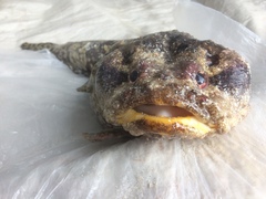 Batrachomoeus rubricephalus