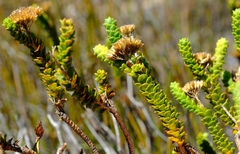Athanasia cuneifolia