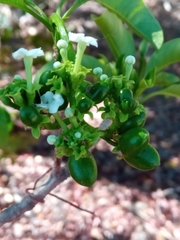 Rauvolfia