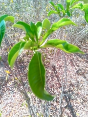 Rauvolfia