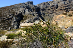 Athanasia cuneifolia