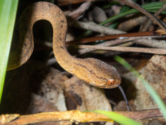 Pareas carinatus
