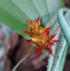 Acanthostachys strobilacea