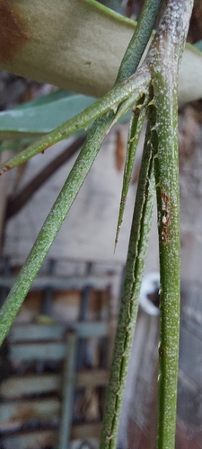 Image of Acanthostachys strobilacea by (c) Filipi Miranda Soares, some rights reserved (CC BY)