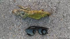 Ctenosaura similis similis