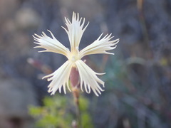 Dianthus namaensis