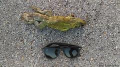 Ctenosaura similis similis