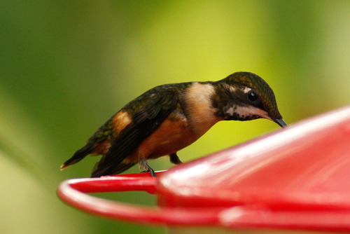 Philodice mitchellii