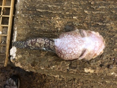 Batrachomoeus rubricephalus