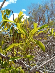 Loeseneriella