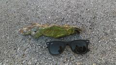 Ctenosaura similis similis