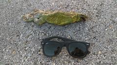 Ctenosaura similis similis