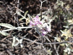 Stachys rugosa